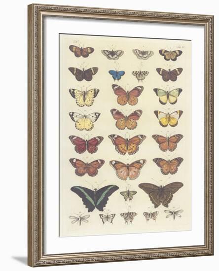 Meadow Butterflies-Maria Mendez-Framed Giclee Print