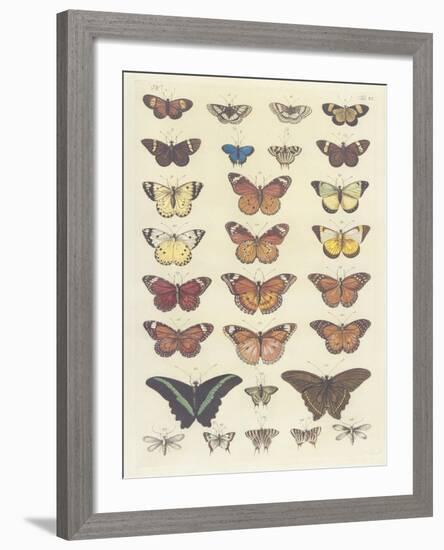 Meadow Butterflies-Maria Mendez-Framed Giclee Print