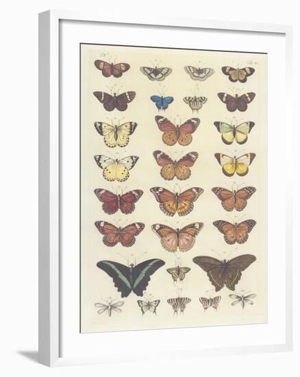 Meadow Butterflies-Maria Mendez-Framed Giclee Print