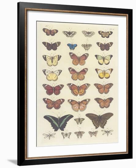 Meadow Butterflies-Maria Mendez-Framed Giclee Print