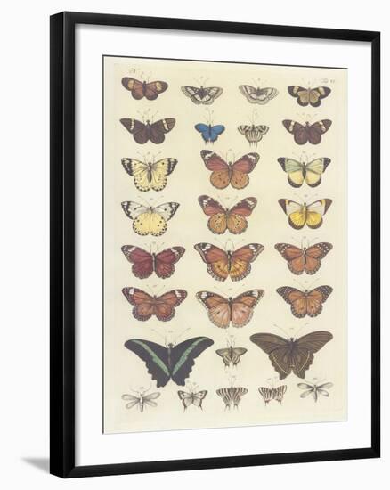 Meadow Butterflies-Maria Mendez-Framed Giclee Print