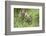 Meadow, Carpathian Mts Lynxes, Lynx Carpathicus, Young Animals, Edge of the Forest-Ronald Wittek-Framed Photographic Print