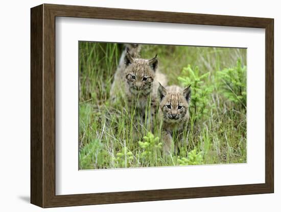 Meadow, Carpathian Mts Lynxes, Lynx Carpathicus, Young Animals, Edge of the Forest-Ronald Wittek-Framed Photographic Print