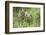 Meadow, Carpathian Mts Lynxes, Lynx Carpathicus, Young Animals, Edge of the Forest-Ronald Wittek-Framed Photographic Print