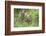 Meadow, Carpathian Mts Lynxes, Lynx Carpathicus, Young Animals, Edge of the Forest-Ronald Wittek-Framed Photographic Print