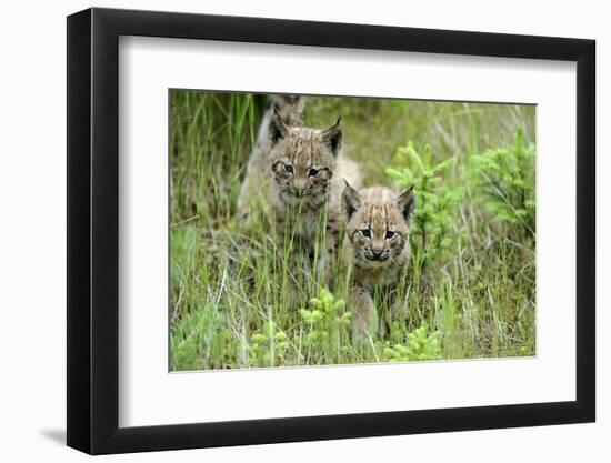 Meadow, Carpathian Mts Lynxes, Lynx Carpathicus, Young Animals, Edge of the Forest-Ronald Wittek-Framed Photographic Print