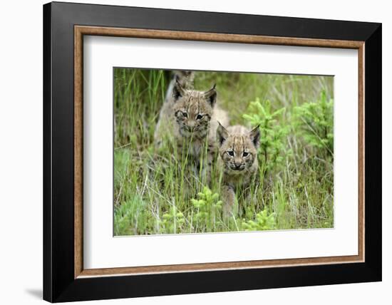 Meadow, Carpathian Mts Lynxes, Lynx Carpathicus, Young Animals, Edge of the Forest-Ronald Wittek-Framed Photographic Print