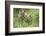 Meadow, Carpathian Mts Lynxes, Lynx Carpathicus, Young Animals, Edge of the Forest-Ronald Wittek-Framed Photographic Print