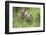 Meadow, Carpathian Mts Lynxes, Lynx Carpathicus, Young Animals, Edge of the Forest-Ronald Wittek-Framed Photographic Print