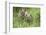 Meadow, Carpathian Mts Lynxes, Lynx Carpathicus, Young Animals, Edge of the Forest-Ronald Wittek-Framed Photographic Print