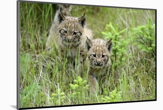 Meadow, Carpathian Mts Lynxes, Lynx Carpathicus, Young Animals, Edge of the Forest-Ronald Wittek-Mounted Photographic Print