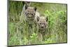 Meadow, Carpathian Mts Lynxes, Lynx Carpathicus, Young Animals, Edge of the Forest-Ronald Wittek-Mounted Photographic Print