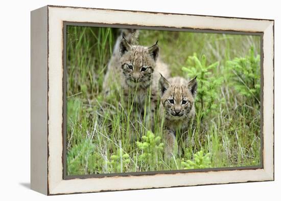 Meadow, Carpathian Mts Lynxes, Lynx Carpathicus, Young Animals, Edge of the Forest-Ronald Wittek-Framed Premier Image Canvas