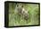 Meadow, Carpathian Mts Lynxes, Lynx Carpathicus, Young Animals, Edge of the Forest-Ronald Wittek-Framed Premier Image Canvas