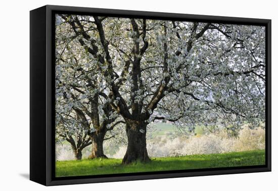 Meadow, Cherry Trees, Blossom-Herbert Kehrer-Framed Premier Image Canvas