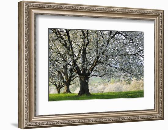 Meadow, Cherry Trees, Blossom-Herbert Kehrer-Framed Photographic Print