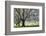 Meadow, Cherry Trees, Blossom-Herbert Kehrer-Framed Photographic Print