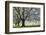 Meadow, Cherry Trees, Blossom-Herbert Kehrer-Framed Photographic Print