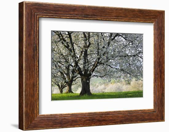 Meadow, Cherry Trees, Blossom-Herbert Kehrer-Framed Photographic Print