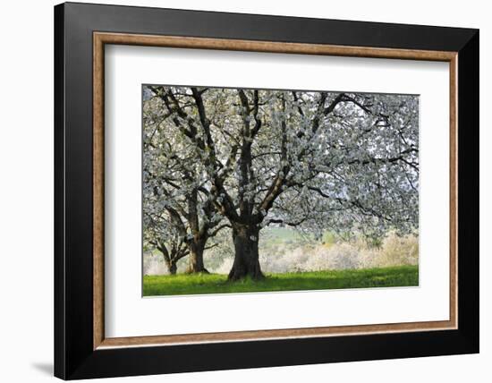 Meadow, Cherry Trees, Blossom-Herbert Kehrer-Framed Photographic Print