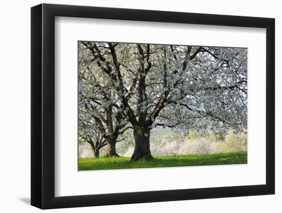 Meadow, Cherry Trees, Blossom-Herbert Kehrer-Framed Photographic Print