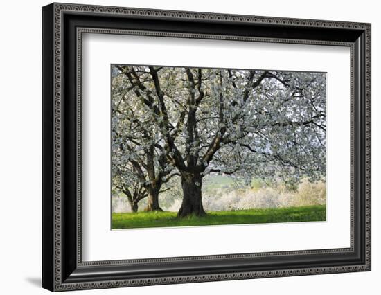 Meadow, Cherry Trees, Blossom-Herbert Kehrer-Framed Photographic Print