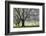 Meadow, Cherry Trees, Blossom-Herbert Kehrer-Framed Photographic Print