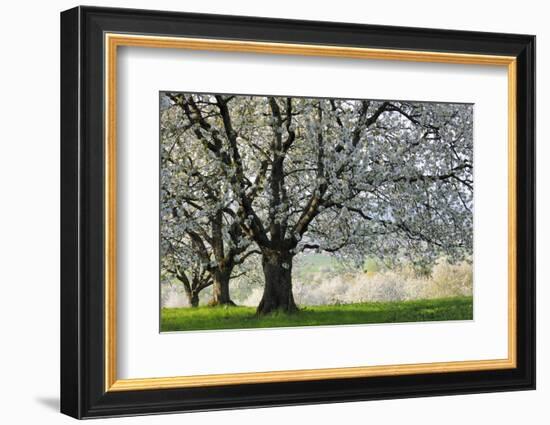 Meadow, Cherry Trees, Blossom-Herbert Kehrer-Framed Photographic Print