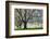 Meadow, Cherry Trees, Blossom-Herbert Kehrer-Framed Photographic Print