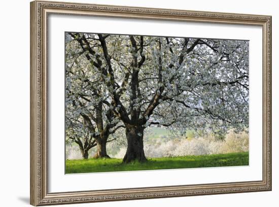 Meadow, Cherry Trees, Blossom-Herbert Kehrer-Framed Photographic Print