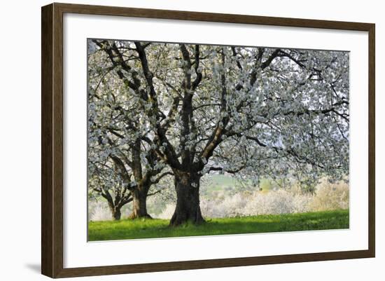 Meadow, Cherry Trees, Blossom-Herbert Kehrer-Framed Photographic Print