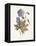Meadow Cranes-Bill-Gwendolyn Babbitt-Framed Stretched Canvas