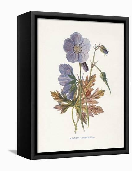 Meadow Cranes-Bill-Gwendolyn Babbitt-Framed Stretched Canvas