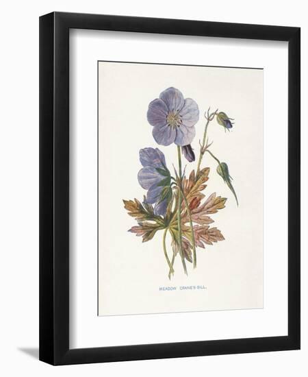 Meadow Cranes-Bill-Gwendolyn Babbitt-Framed Premium Giclee Print