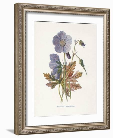 Meadow Cranes-Bill-Gwendolyn Babbitt-Framed Art Print