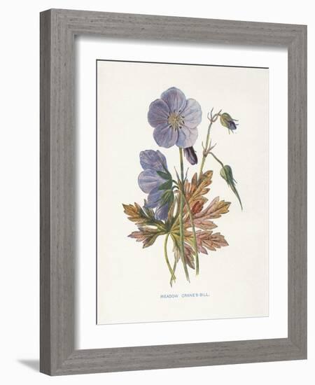 Meadow Cranes-Bill-Gwendolyn Babbitt-Framed Art Print