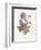 Meadow Cranes-Bill-Gwendolyn Babbitt-Framed Art Print