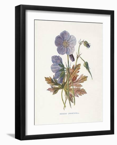 Meadow Cranes-Bill-Gwendolyn Babbitt-Framed Art Print