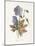 Meadow Cranes-Bill-Gwendolyn Babbitt-Mounted Art Print