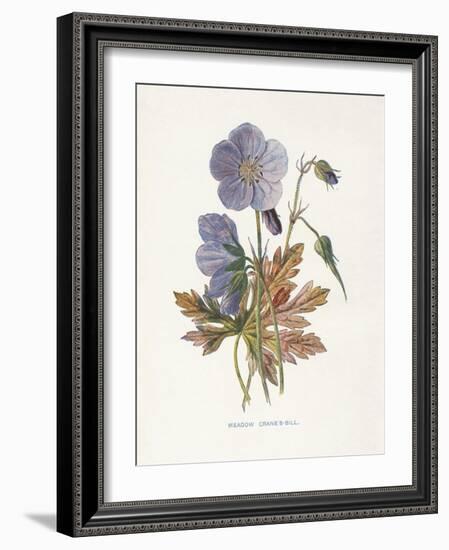 Meadow Cranes-Bill-Gwendolyn Babbitt-Framed Art Print