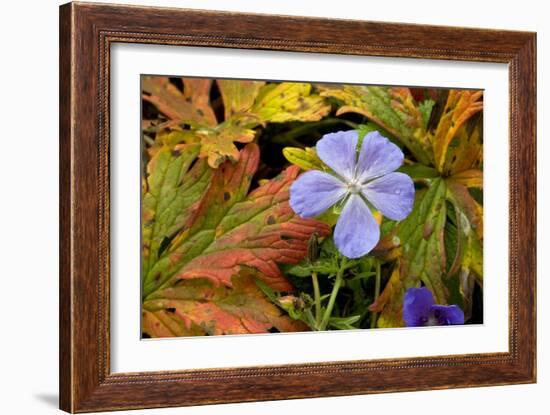 Meadow Cranesbill (Geranium Pratense)-Bob Gibbons-Framed Photographic Print