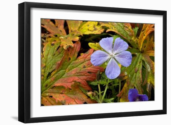 Meadow Cranesbill (Geranium Pratense)-Bob Gibbons-Framed Photographic Print