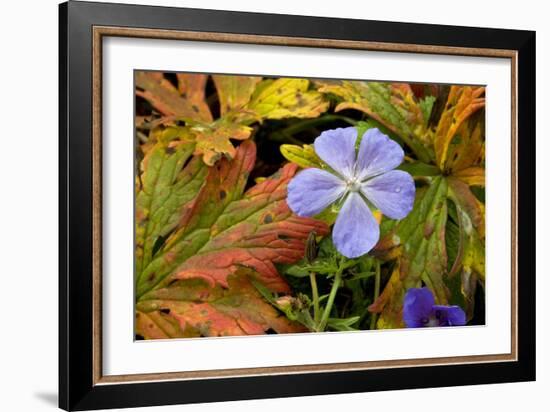 Meadow Cranesbill (Geranium Pratense)-Bob Gibbons-Framed Photographic Print