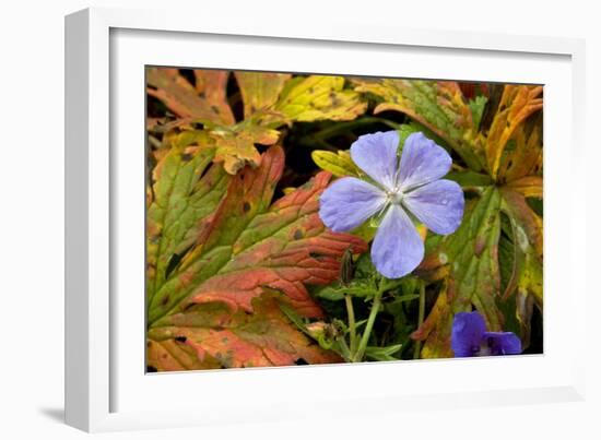 Meadow Cranesbill (Geranium Pratense)-Bob Gibbons-Framed Photographic Print