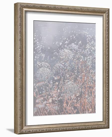 Meadow Dream-Doug Chinnery-Framed Photographic Print