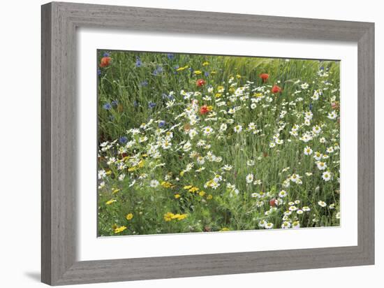 Meadow Florals-Staffan Widstrand-Framed Giclee Print