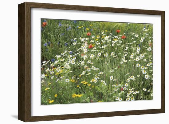 Meadow Florals-Staffan Widstrand-Framed Giclee Print