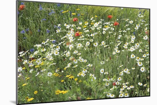 Meadow Florals-Staffan Widstrand-Mounted Giclee Print