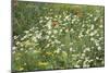 Meadow Florals-Staffan Widstrand-Mounted Giclee Print