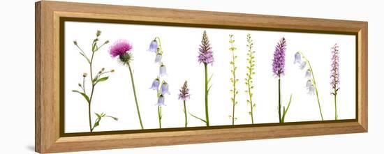 Meadow Flowers, Fleabane Thistle, Bearded Bellfower, Common Spotted Orchid, Twayblade, Austria-Benvie-Framed Premier Image Canvas